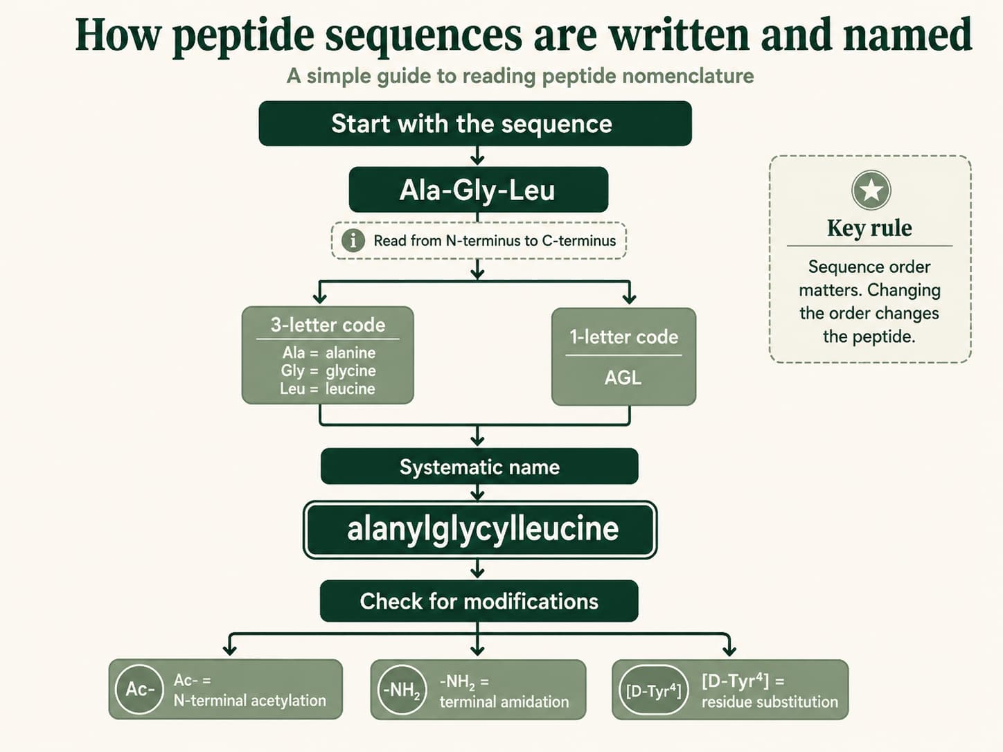 Diagram accompanying How Peptides Are Named and Classified