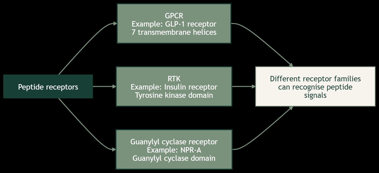 Figure 2: Main types of peptide receptors, including GPCRs, receptor tyrosine kinases, and guanylyl cyclase receptors, with examples of the peptide signals they recognize.