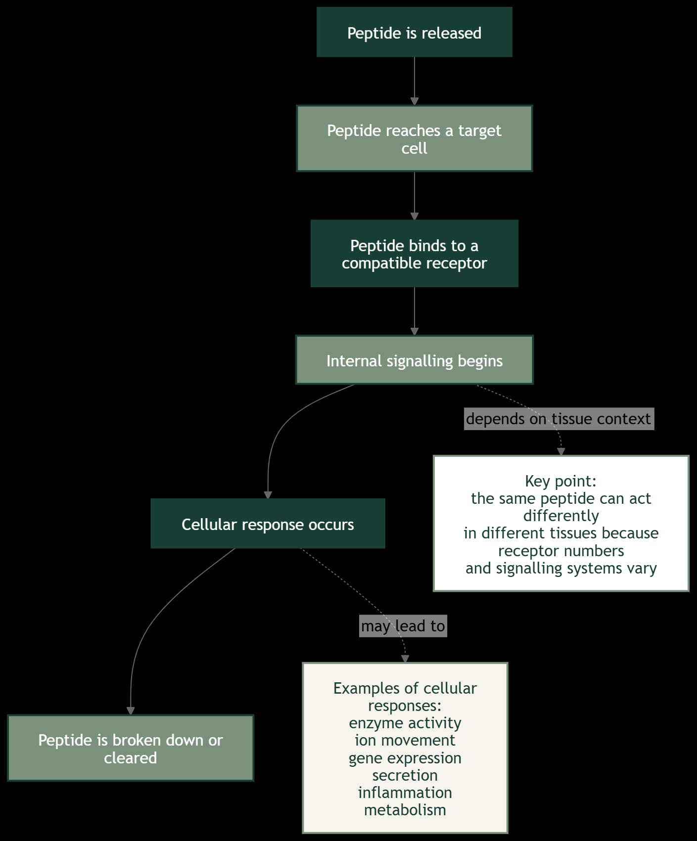 Figure 1: How peptide signalling works in the human body: a peptide reaches a target cell, binds to a compatible receptor, triggers internal signalling, produces a cellular response, and is then broken down or cleared.