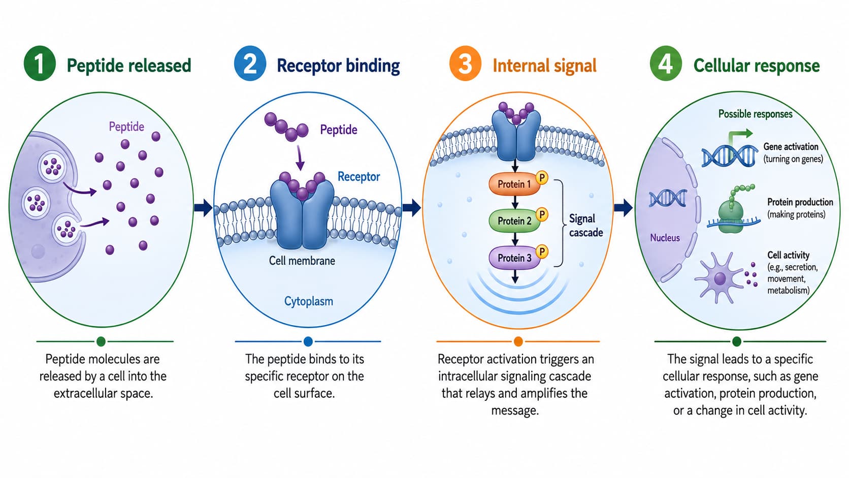 Diagram accompanying What Are Peptides? A Beginner’s Guide to How They Work