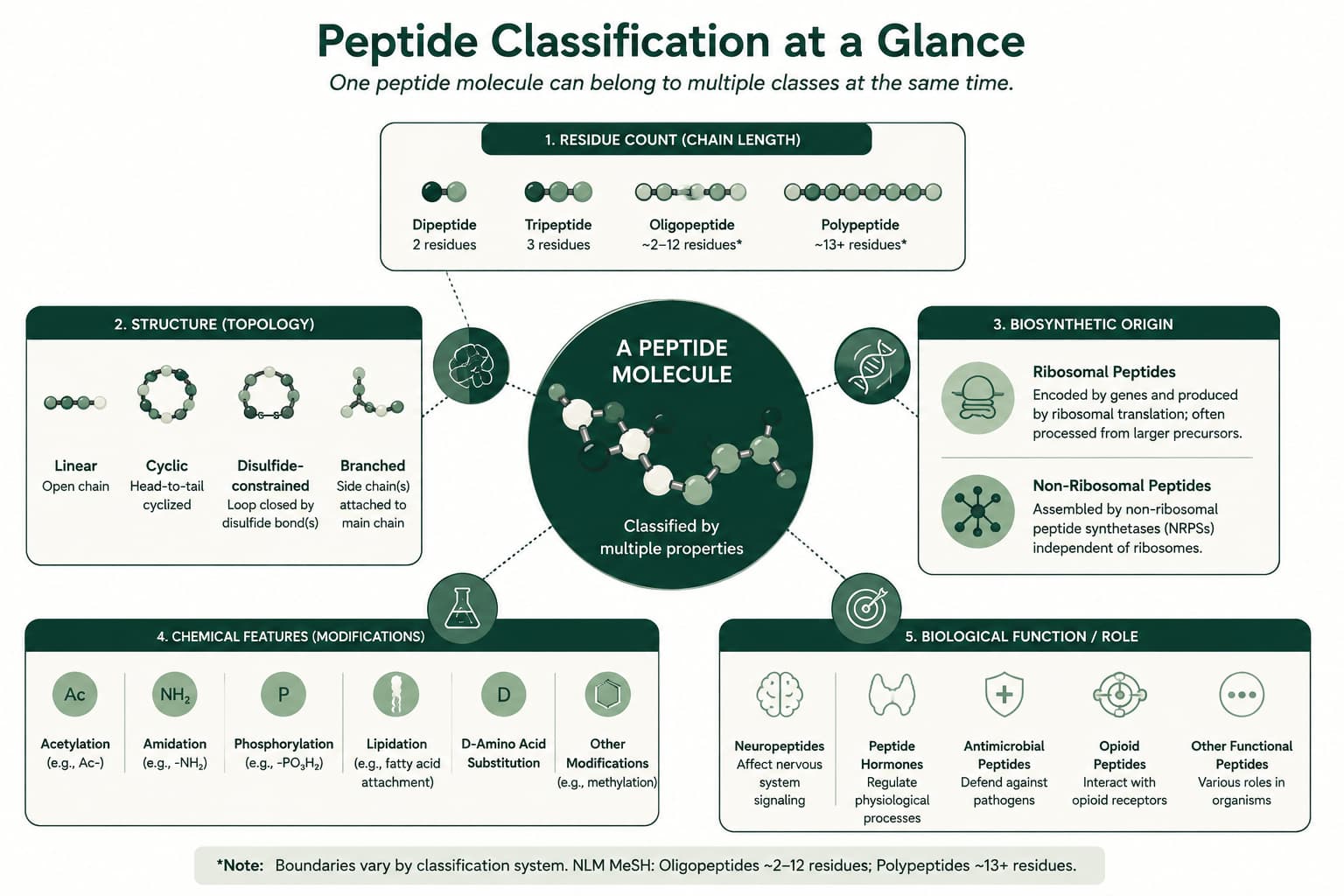 Figure 2. Peptide classification overview showing how peptides are grouped by residue count, structure, biosynthetic origin, chemical modifications, and biological function.
