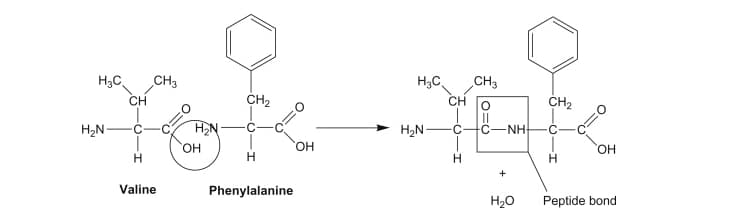 Diagram accompanying What Are Peptides? A Beginner’s Guide to How They Work