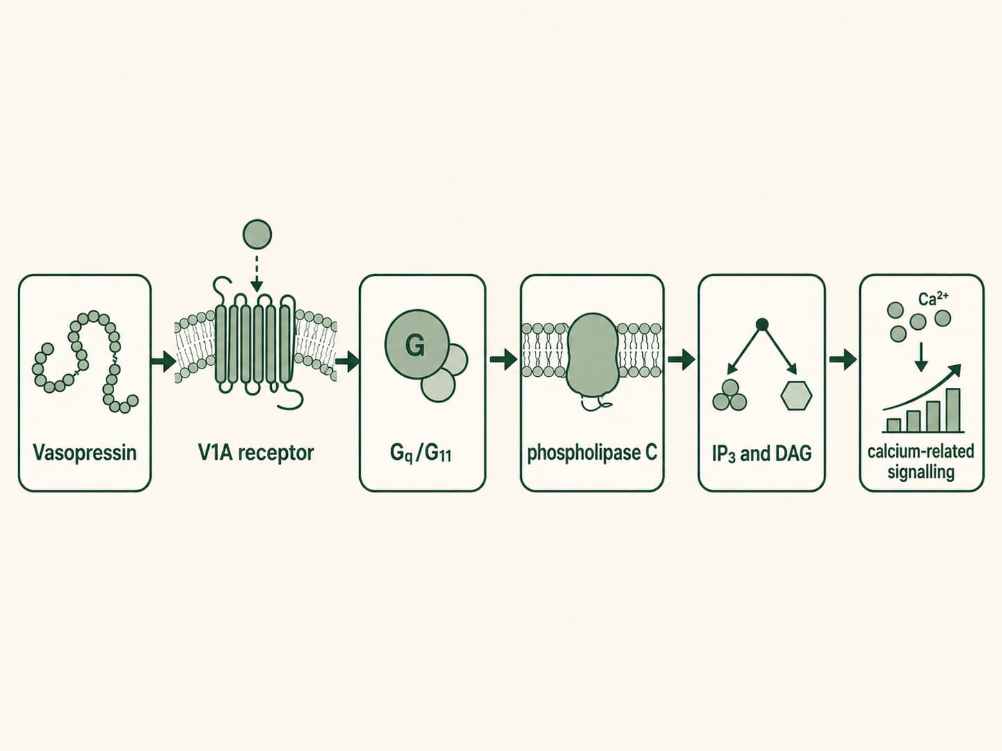 Figure 2: Vasopressin V1A receptor signalling pathway. Vasopressin binds to the V1A receptor and activates Gq/G11, which stimulates phospholipase C to generate IP3 and DAG, leading to increased intracellular calcium signalling and downstream cellular responses.