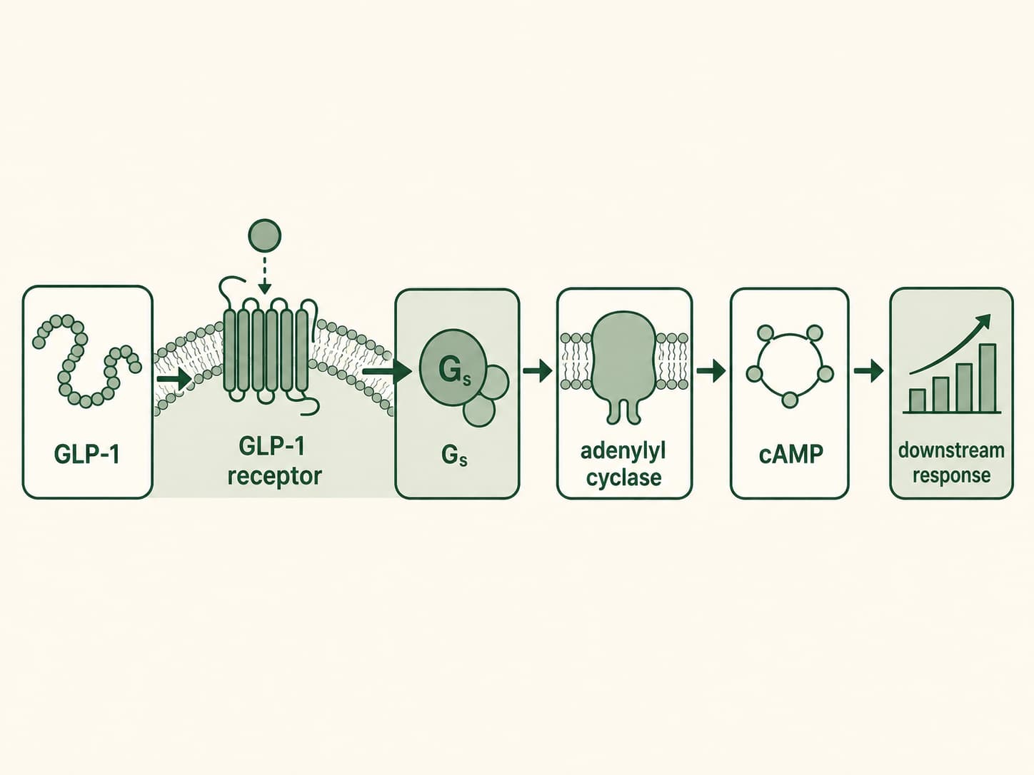 Diagram accompanying How Peptide Signalling Works in the Human Body