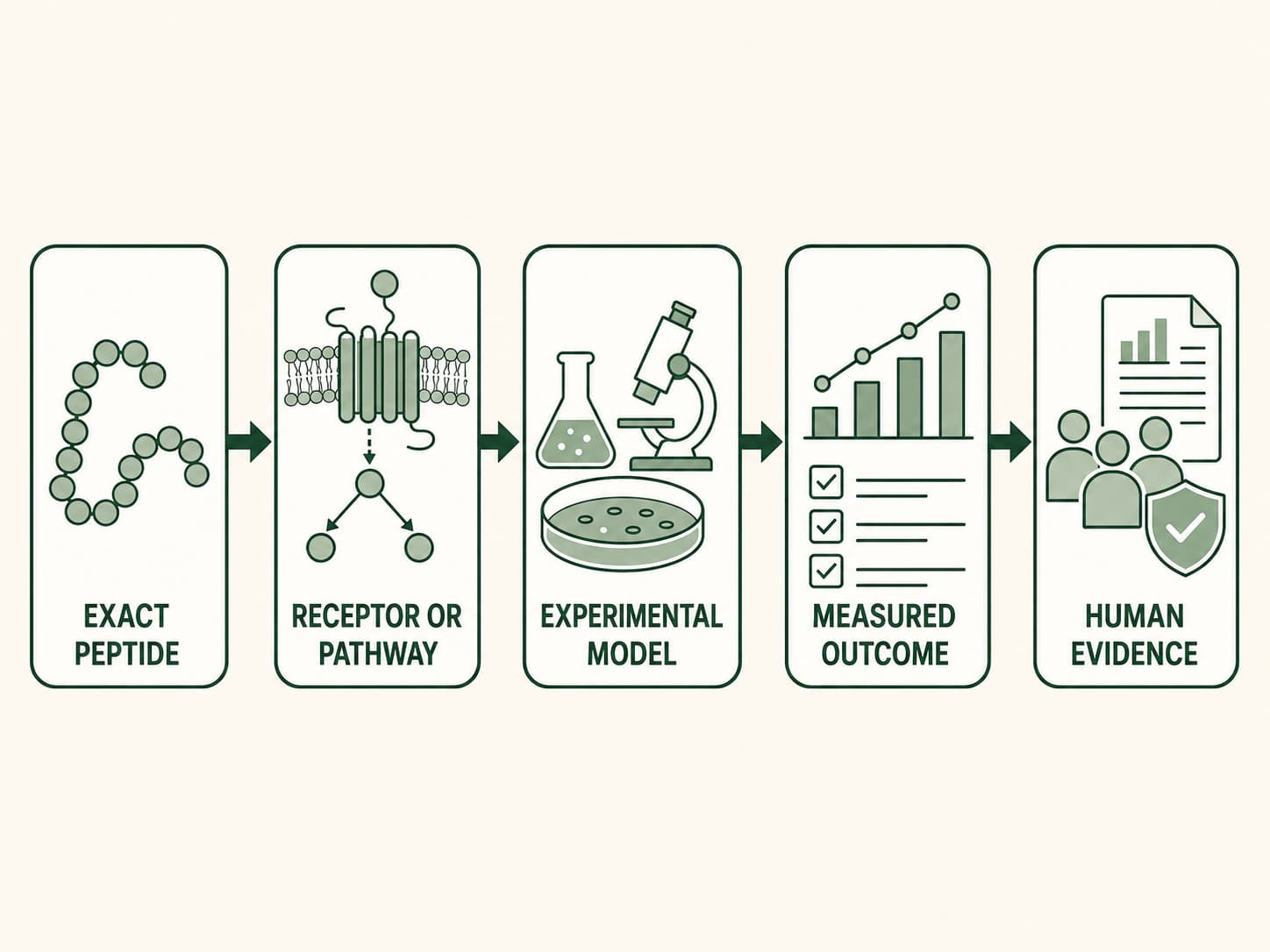Figure 3: From peptide mechanism to human evidence. Evaluating peptide research requires following the evidence from the exact peptide and its receptor or signalling pathway through the experimental model and measured outcome to supporting human evidence.