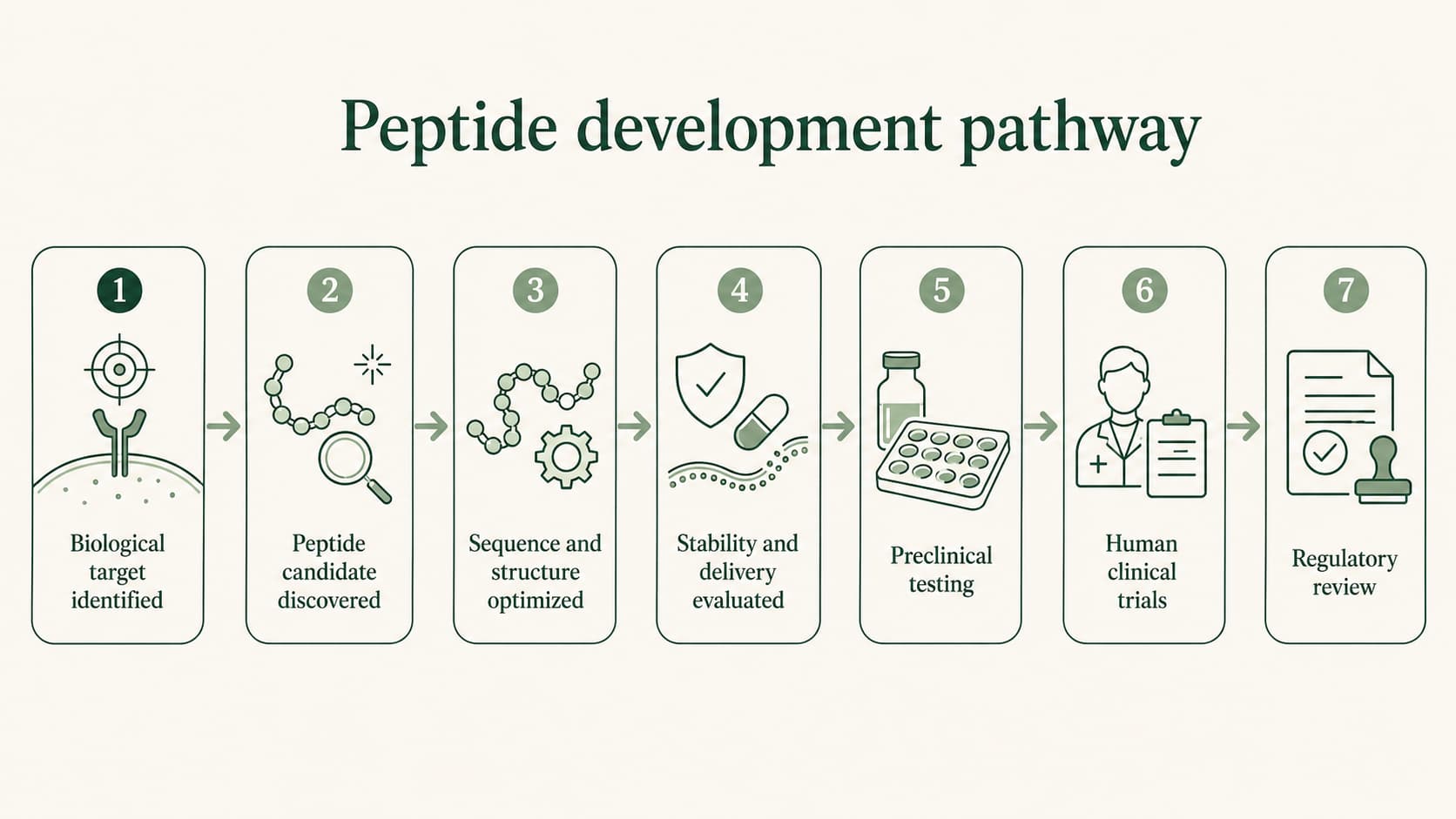 Diagram accompanying Why Peptides Are Becoming Important in Modern Drug Research