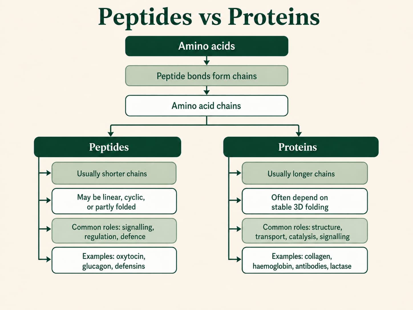 Figure 1. Peptides vs proteins share the same amino acid building blocks and peptide bonds, but peptides are usually shorter chains while proteins are typically longer and more dependent on stable three-dimensional folding.