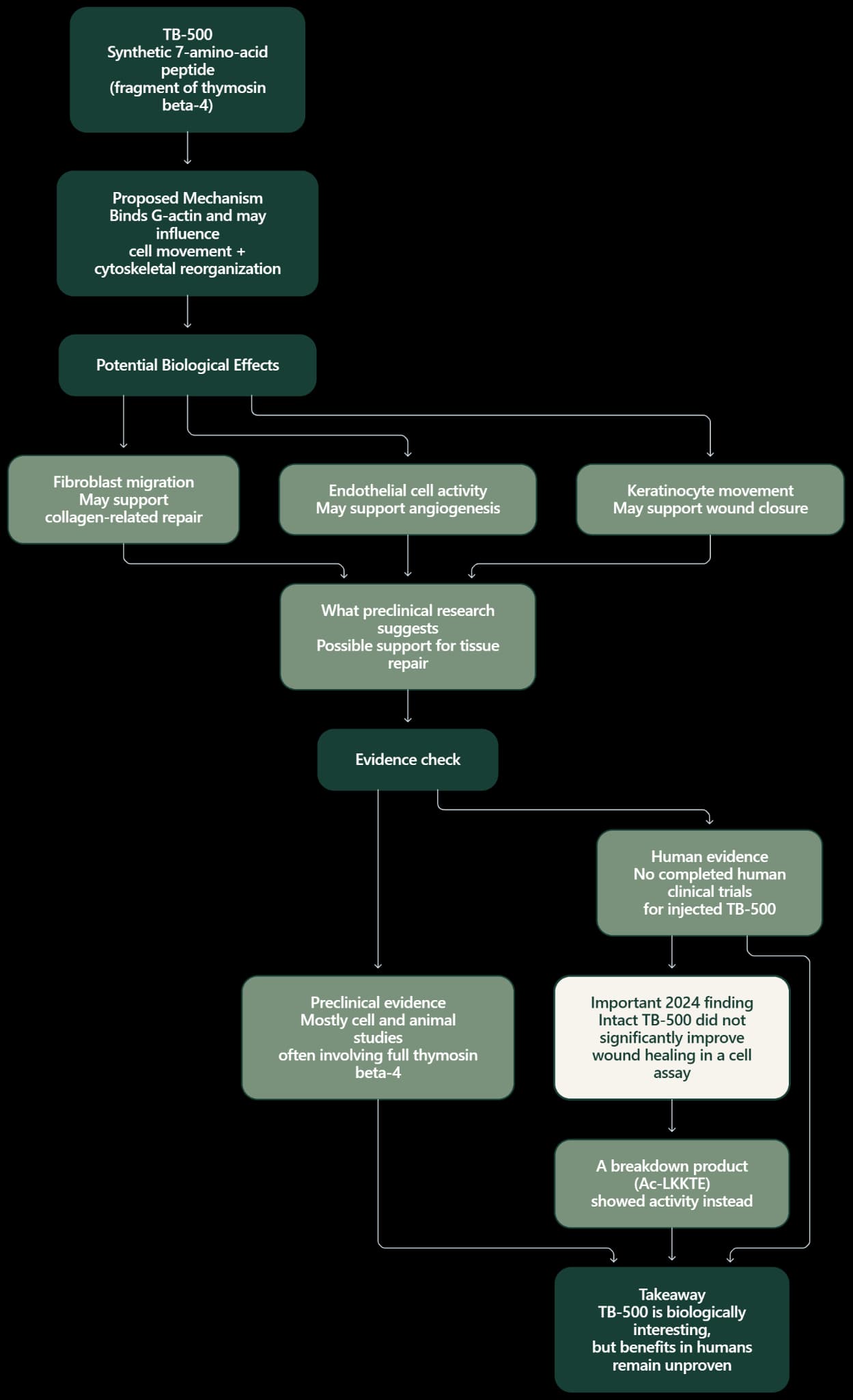 Diagram accompanying TB-500: Uses, Benefits, Research, Side Effects & Dosage Guide