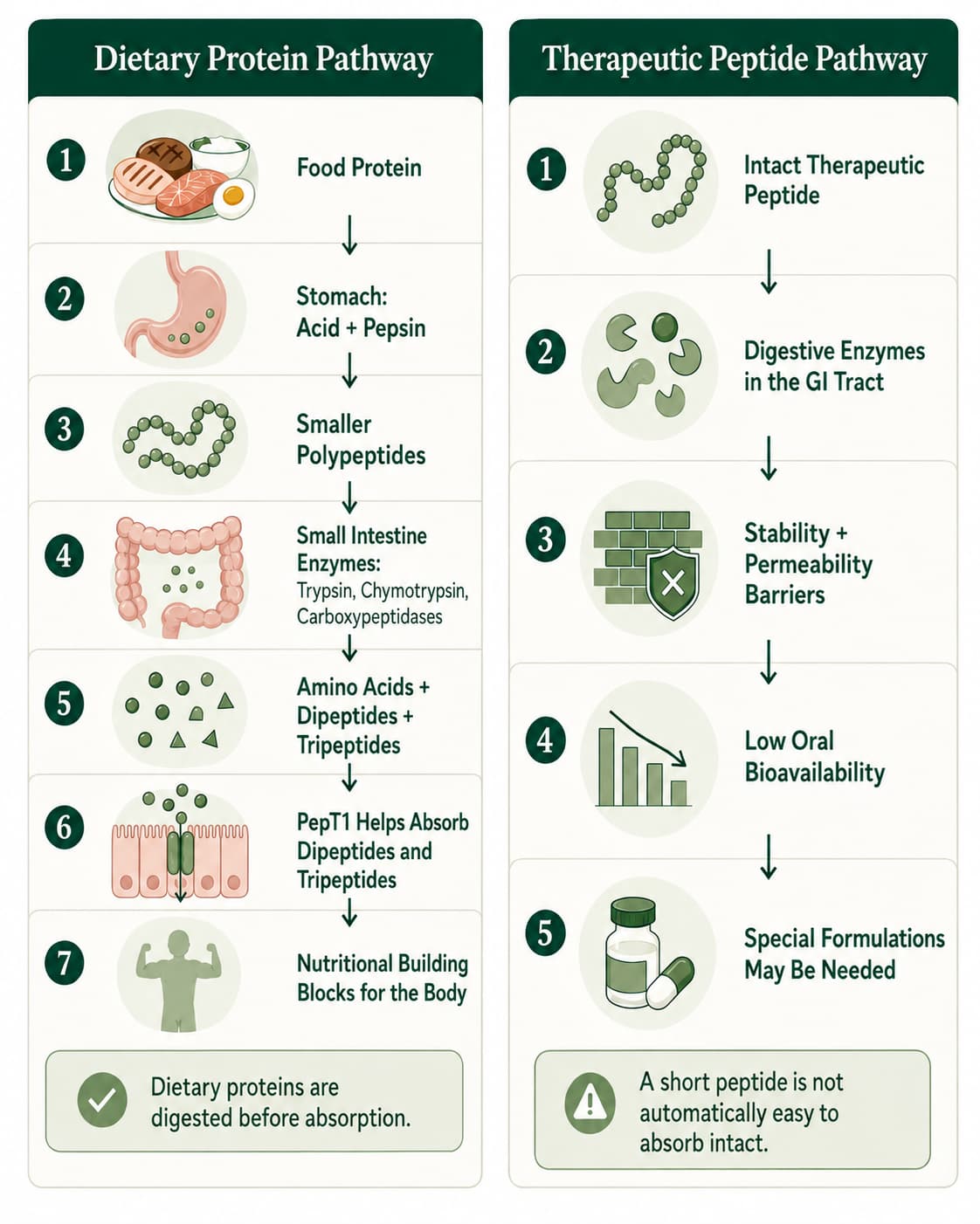 Diagram accompanying Peptides vs Proteins: What Is the Difference?